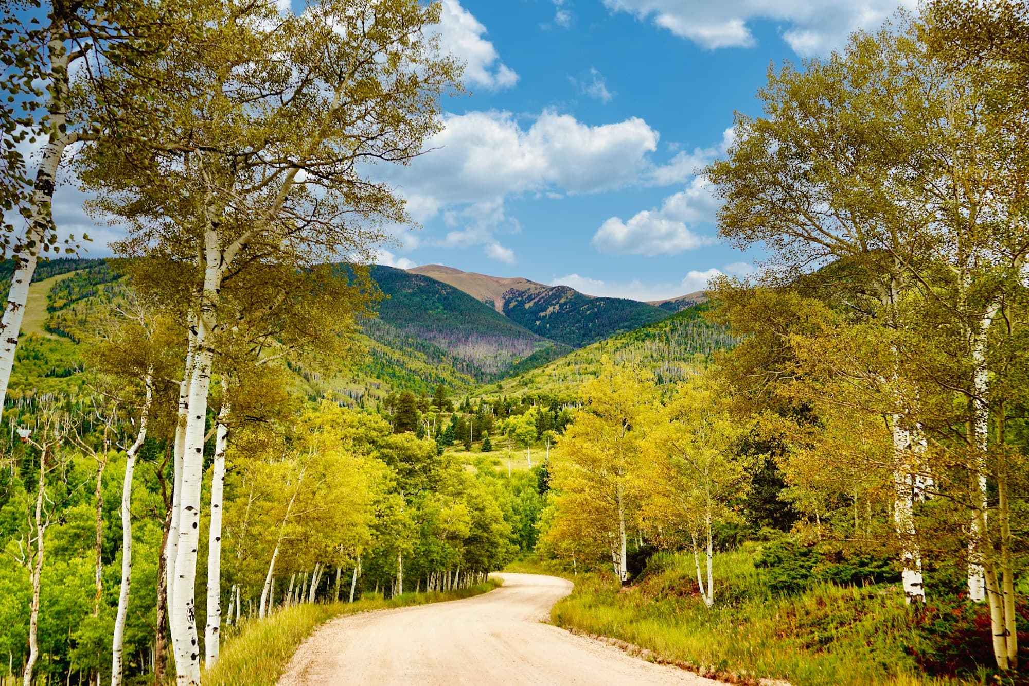 A winding road through autumn aspens beneath Colorado mountains.